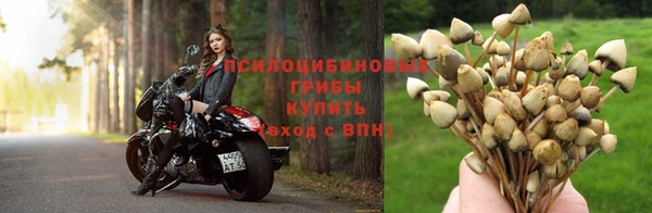 крисы Аркадак