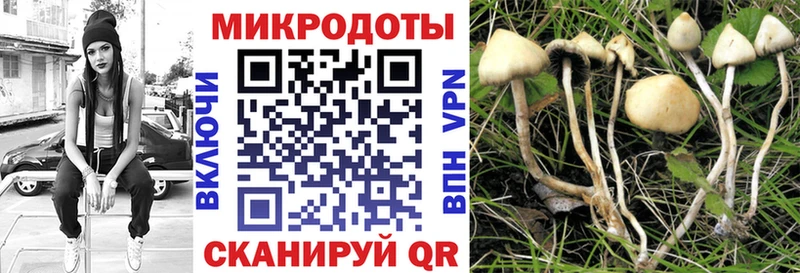 hydra   Белозерск  Галлюциногенные грибы Psilocybine cubensis 
